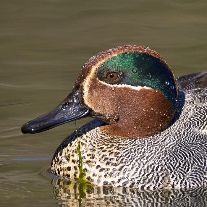 Common Teal