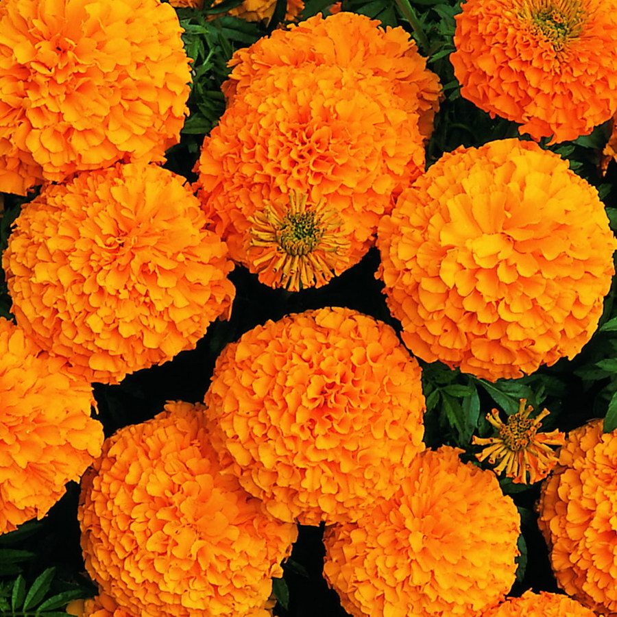 Marigolds