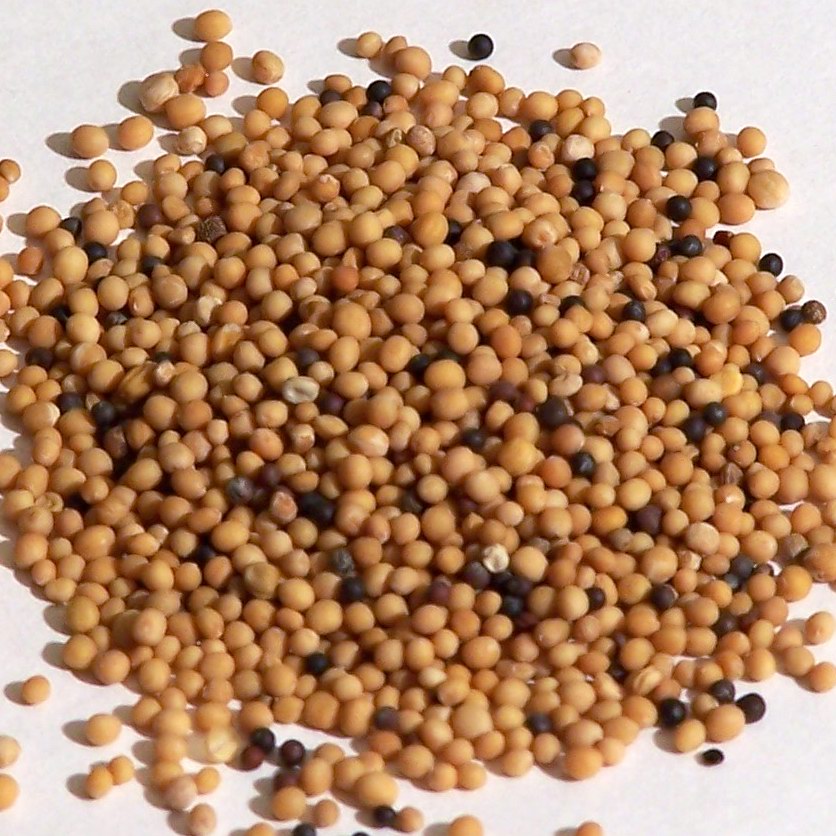 White Mustard Seed