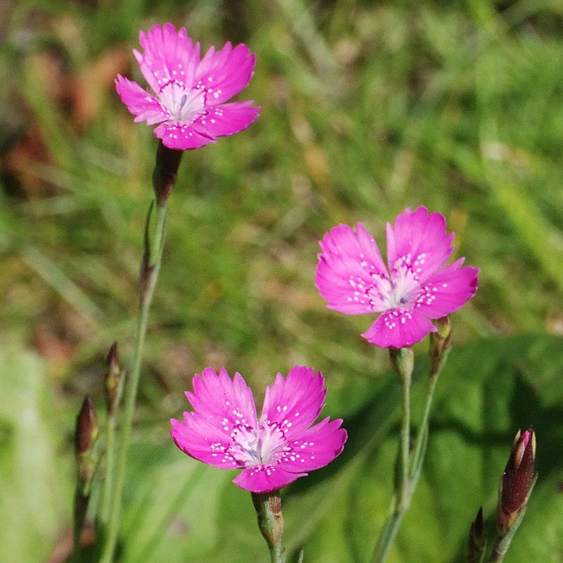 Maiden Pink