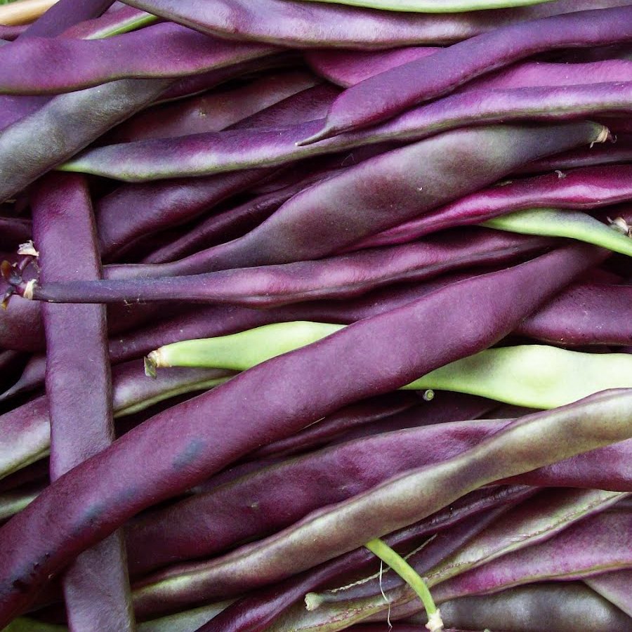 Purple Bean