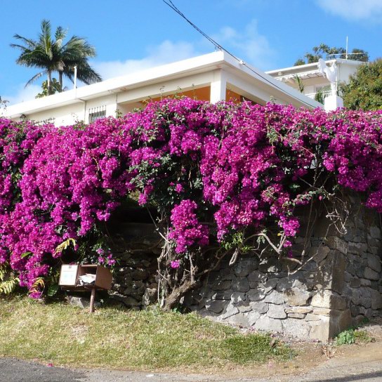 Purple Bougainvillea