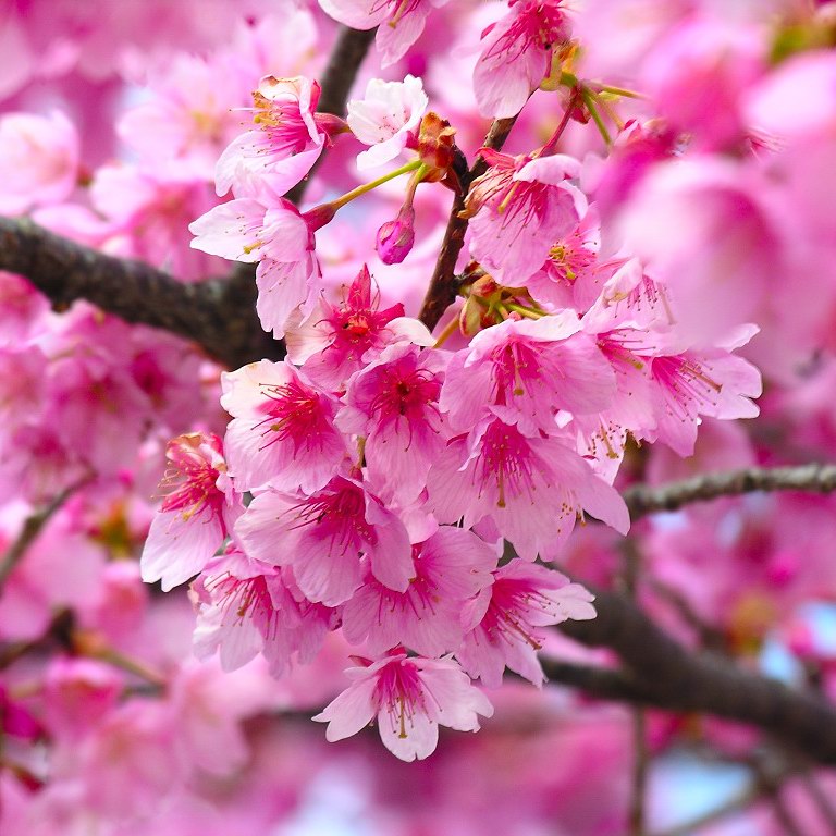 Pink Cherry Blossom