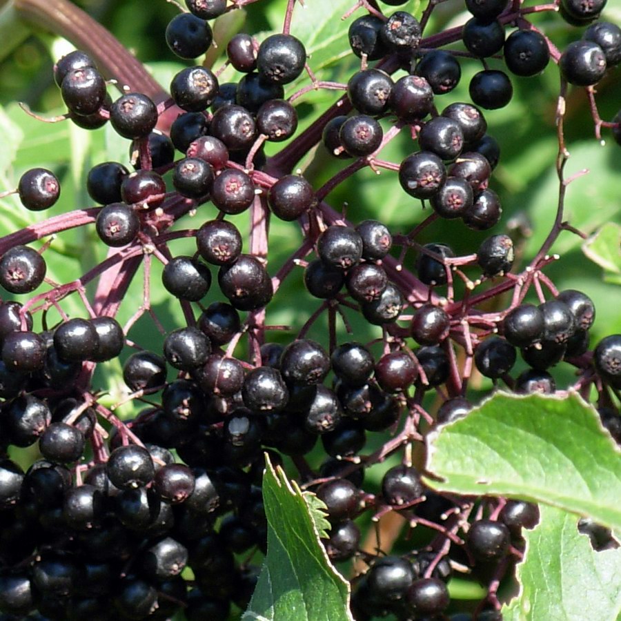 Elderberry