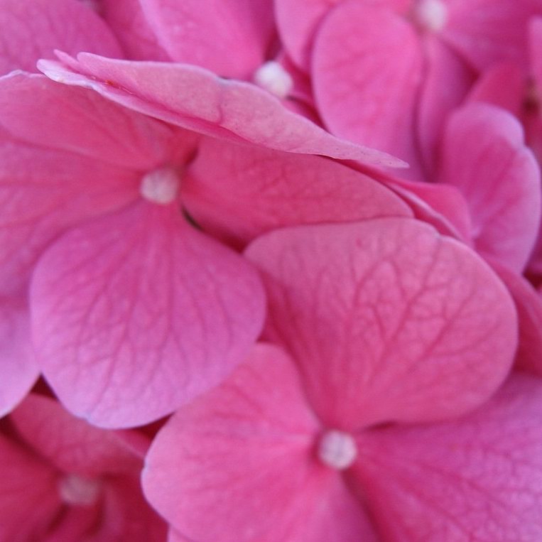 Pink Hydrangea