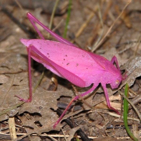 Pink Katydid