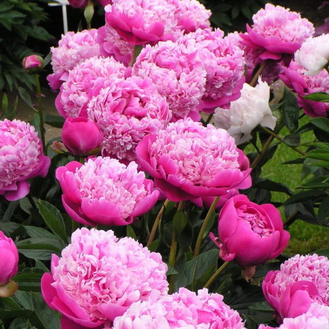 Pink Peony