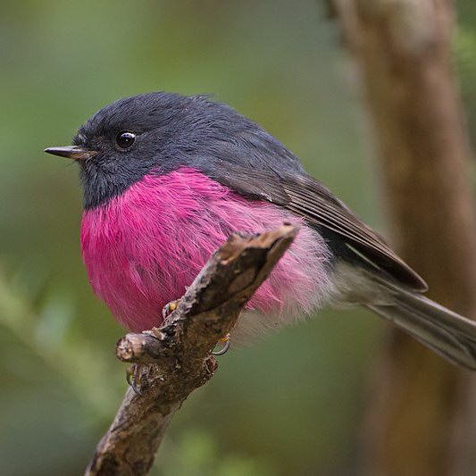 Pink Robin