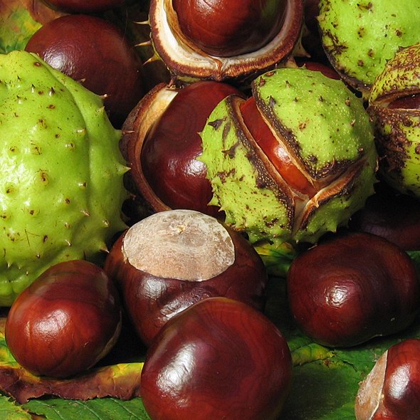 Chestnut