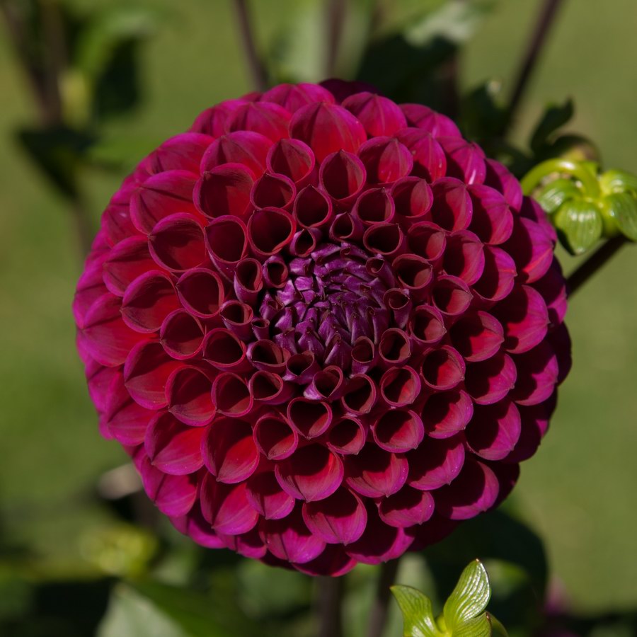 Dahlia "Bessie"