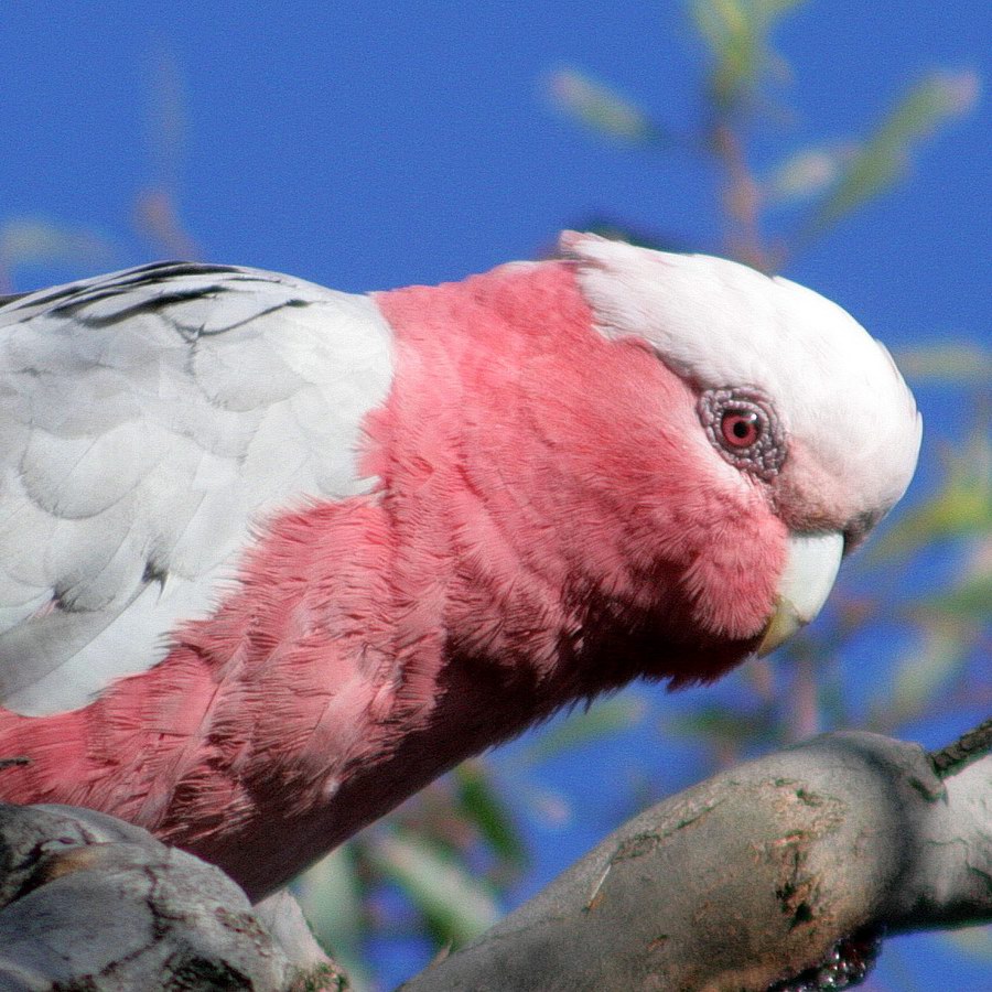 Galah