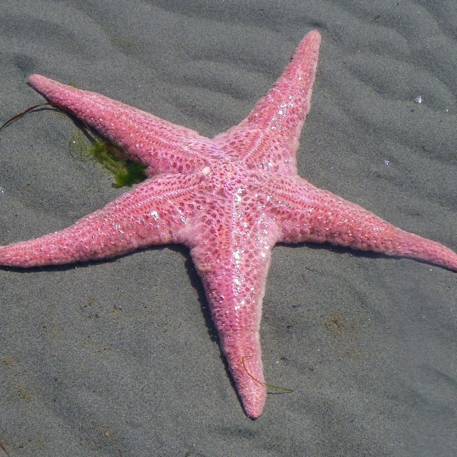 Pink Sea Star