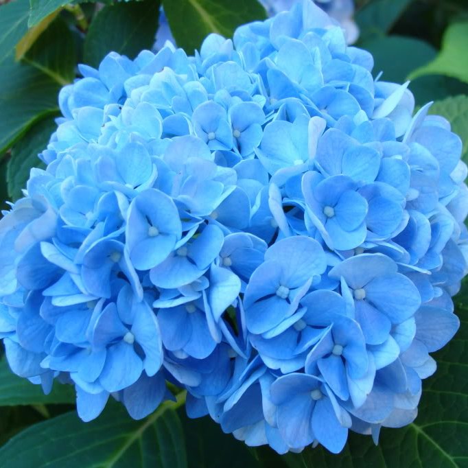 Blue Hydrangea