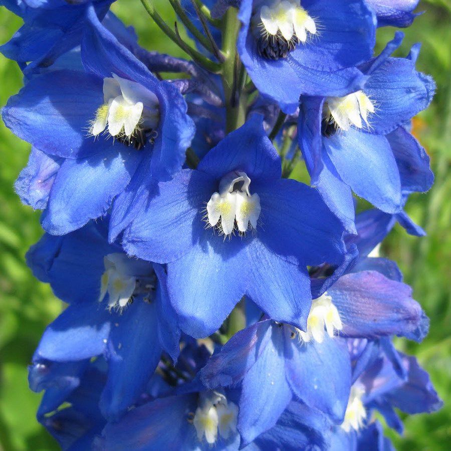 Delphinium