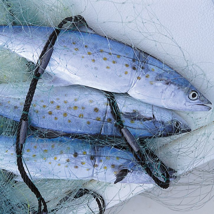 Spanish Mackerel