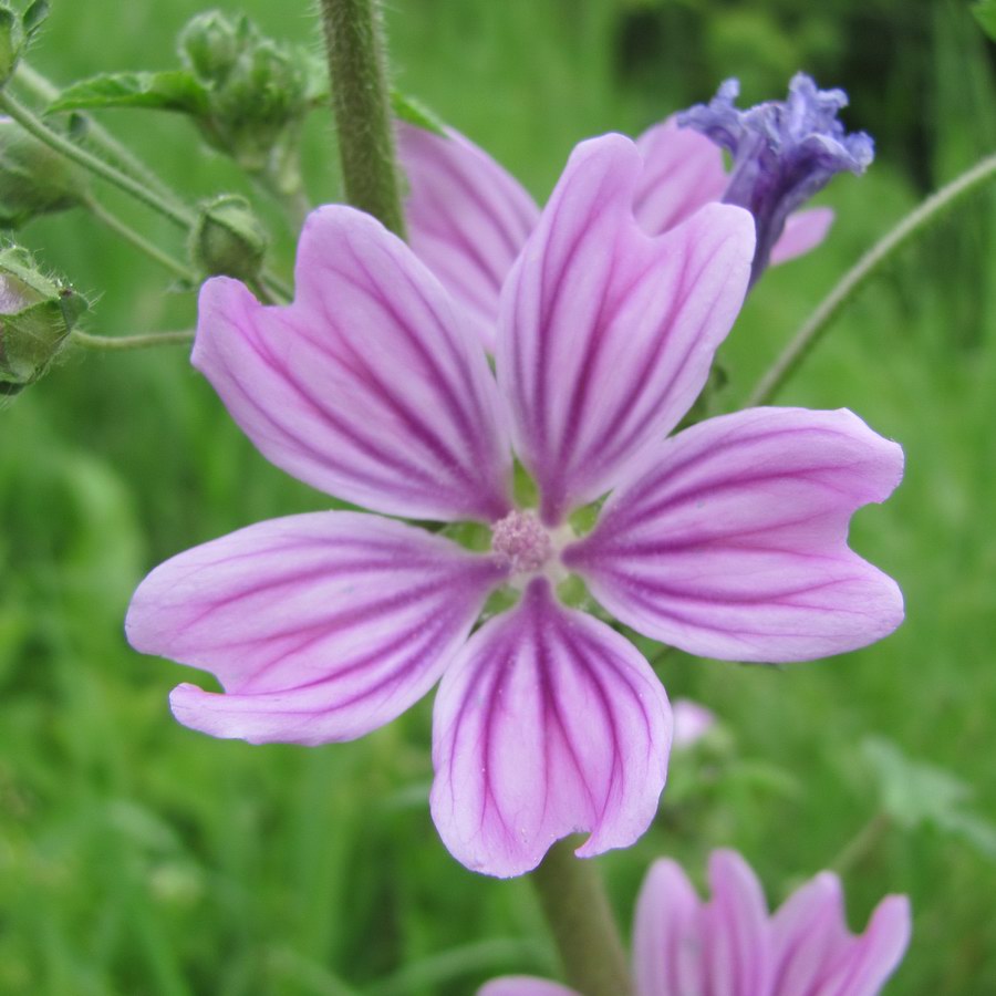 Mallow Flower