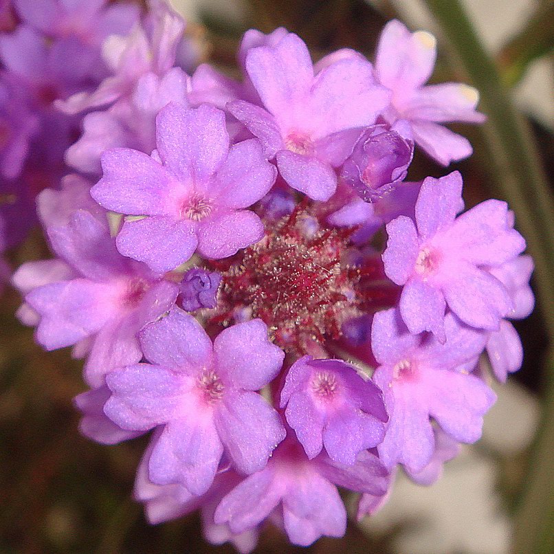 Verbena rigida