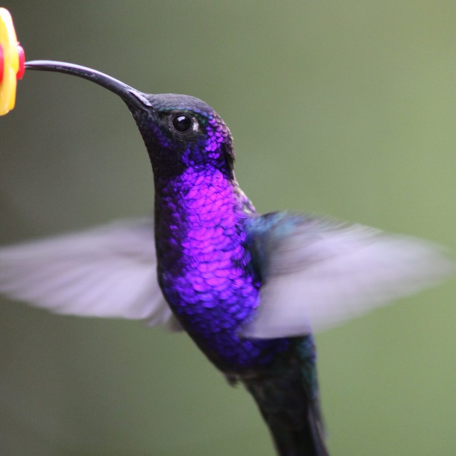 Violet Sabrewing