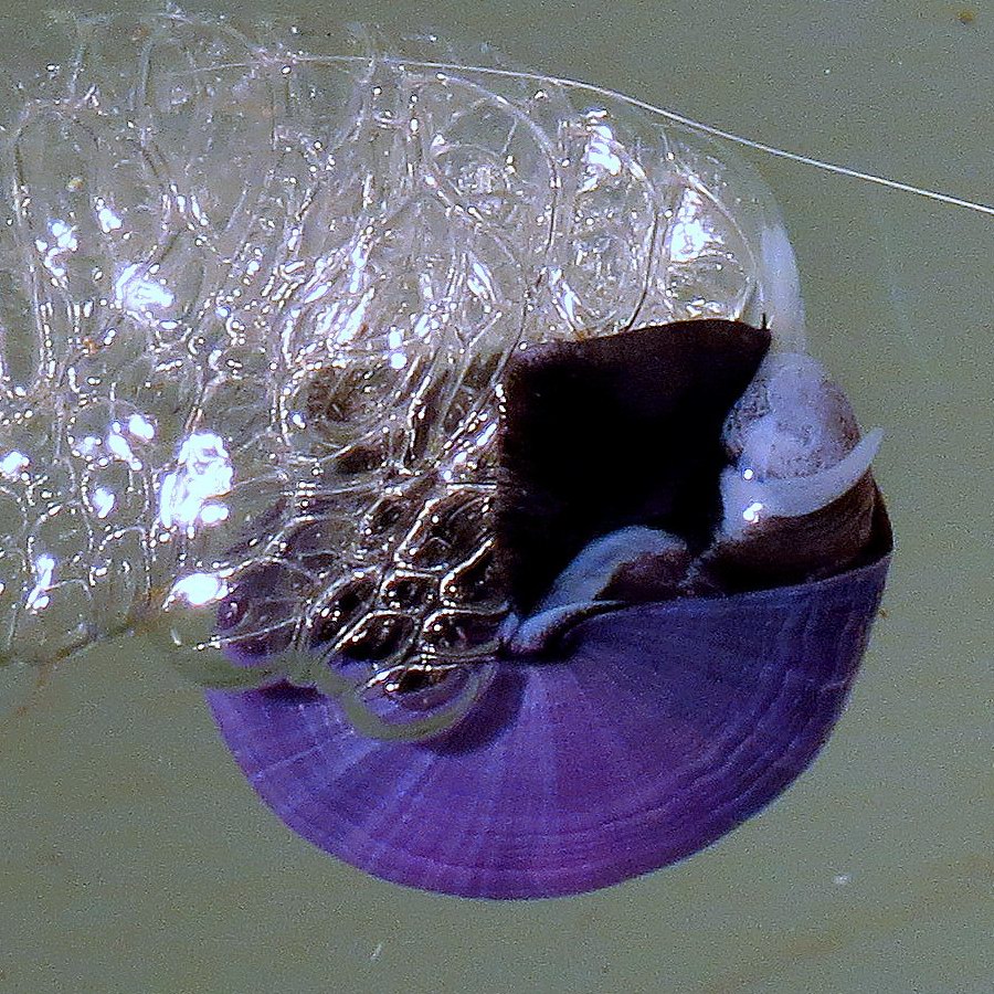 Violet Sea Snail