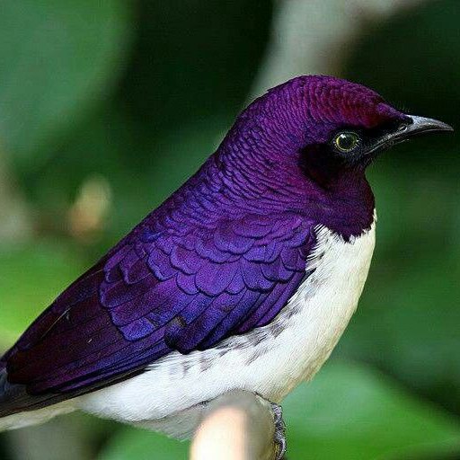 Violet Backed Starling