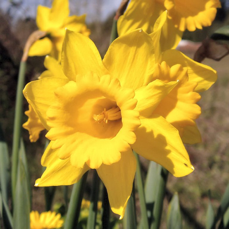 Daffodil