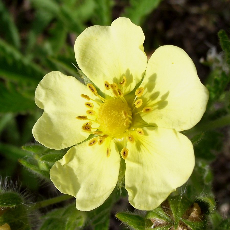 Sulphur Cinquefoil