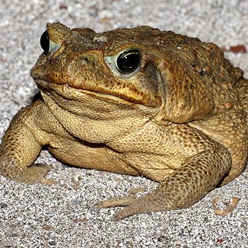 Cane Toad