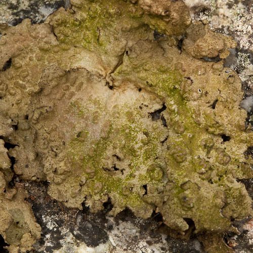 Toadskin Lichen