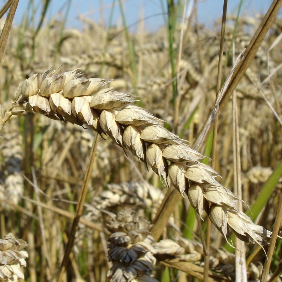 Wheat Ear